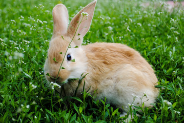 A little rabbit is sitting in the green grass.