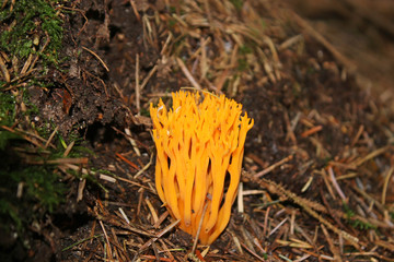 yellow stagshorn fungus in a wood