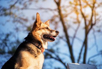 Spring walk in floodplain forests