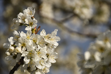 White cherry blossom twig