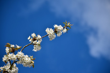 Twig with beautiful white cherry blossom