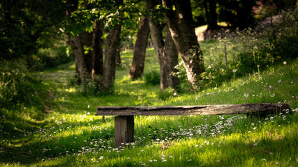 bench in the park with white daisy flowers , Ironbridge, England, Europe - Powered by Adobe