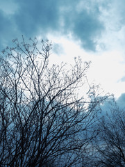 tree branches against a cloudy sky


