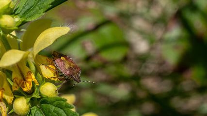 Stink bug on the nettle, macro, England, Europe