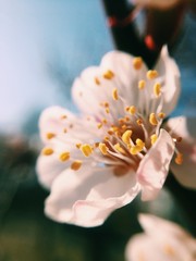 Defocused and macro picture of young and small white flowers and blured background