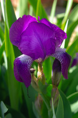 Beautiful flower of blue iris on a flowerbed