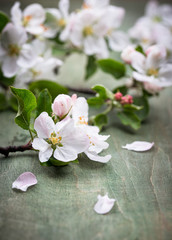 Fototapeta na wymiar Blooming apple tree. Spring background