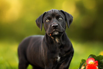 black catahoula puppy portrait outdoors in summer