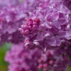Magnificent fresh bunch of purple lilac on the bush. Garden bush, spring flowering, fresh aroma. Selective soft focus, shallow depth of field.