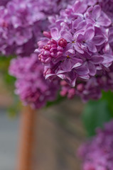 Obraz premium Magnificent fresh bunch of purple lilac on the bush. Garden bush, spring flowering, fresh aroma. Selective soft focus, shallow depth of field.