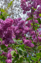 Obraz premium Magnificent fresh bunch of purple lilac on the bush. Garden bush, spring flowering, fresh aroma. Selective soft focus, shallow depth of field.