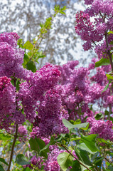 Magnificent fresh bunch of purple lilac on the bush. Garden bush, spring flowering, fresh aroma. Selective soft focus, shallow depth of field.