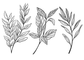 Set of outline botanical elements. Branches and leaves.