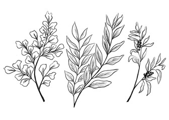 Set of outline botanical illustration. Contur branches and leaves.