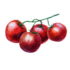 Watercolor illustration, tomato. Hand drawn watercolor painting on white background. Isolated eco food illustration on white background.