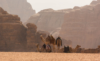 Camels in the martian land in the Wadi Rum
