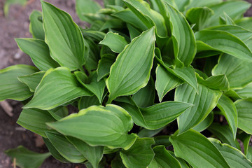 Hosta (Lemon Delight), 2020..