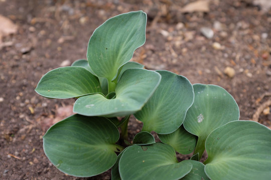 Hosta (Blue Mouse Ears), 2020..