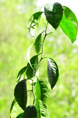 Tangerine tree sprout, green leaves.