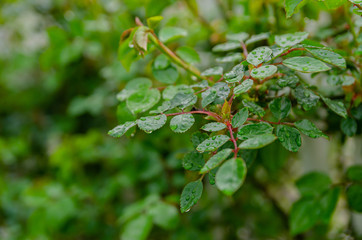 Fresh spring leaves on a bush with roses in the garden after the rain.