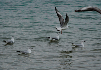 
sea ​​gulls