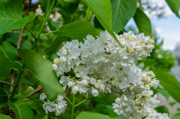 Beautiful Lush fresh bunch of white lilac on a bush in the garden near the house. Garden bush, spring flowering, fresh aroma.