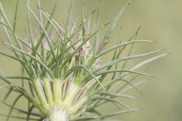 Daucus carota leaves of this plant in bottom view like tangled green filaments with a spider between them