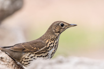 Zorzal común (Turdus philomelos)