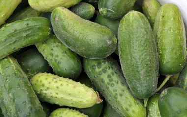 Background from harvested cucumbers