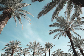 Fototapeta na wymiar nature and summer holidays concept - stylized palm trees background