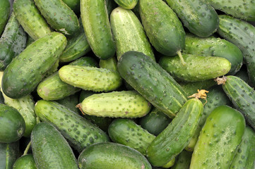 Background from harvested cucumbers
