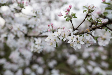 branch of spring white flowers on a white background