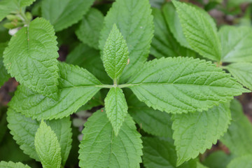 Melittis melissophyllum (Lamiaceae), 2020