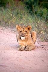Obraz na płótnie Canvas Lion cub lying on the road of Kruger