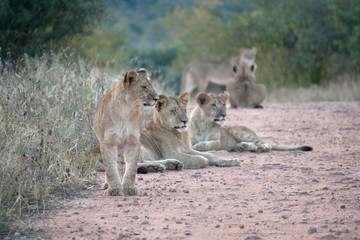 Pride of lions lying on the road of Kruger