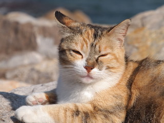 Obraz premium OLYMPUS DIGITAL CAMERA