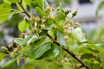 Muskatellabirne Fruchtansatz (mit nicht befruchteten Blüten)