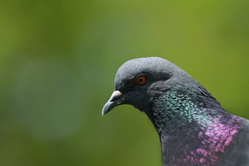 Gołąb - portret © Jacek