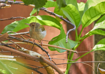 Trailor Bird 