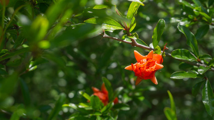 Pomegranate flower. Spring. Imereti region. Georgia country
