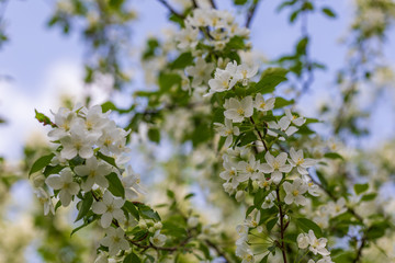 Apple tree flowers on sunny spring day.