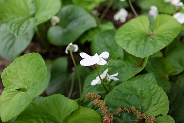 Viola sororia (Immaculata), 2020