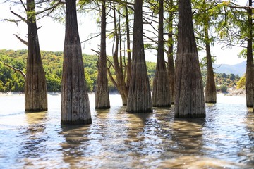 cypress trees standing in the water in summer against the background of green hills