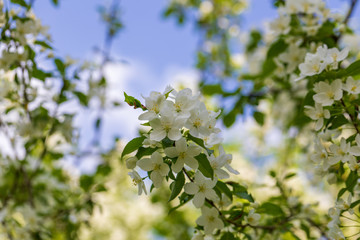 Apple tree flowers on sunny spring day.
