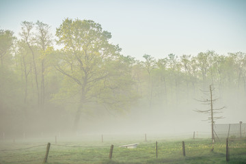 Beautiful view of forest and pasture in the morning fog