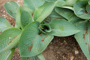 Hosta (Love Pat), 2020