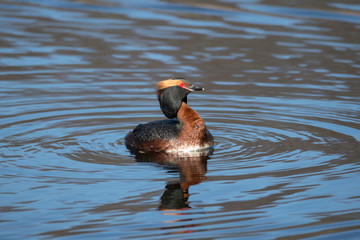 Male Horned grebe in a pond in the district Bromma of Stockholm