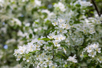 Apple tree flowers on sunny spring day.