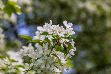 Apple tree flowers on sunny spring day.