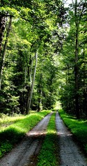 Obraz premium Path in green forest